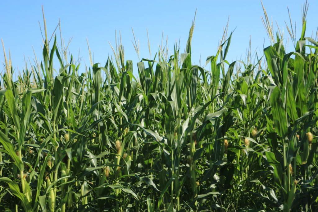 Rows of corn.