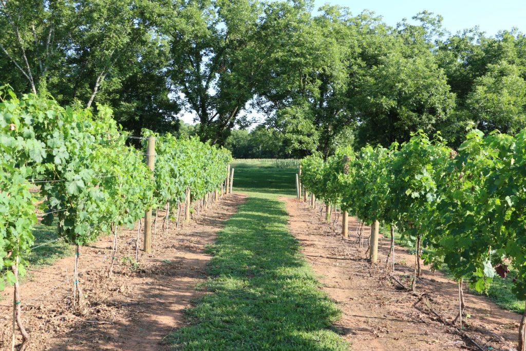 Rows of wine grapes.