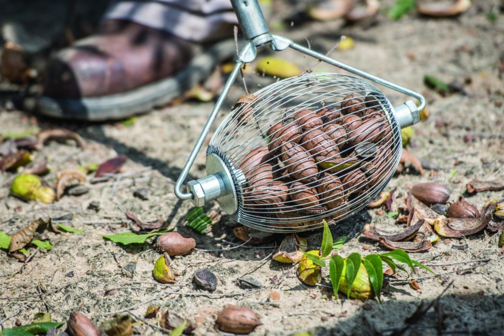 A rolling pecan collecting tool.