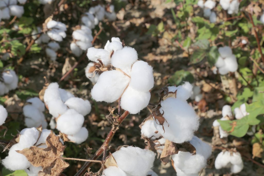 Fluffy white cotton on branches.