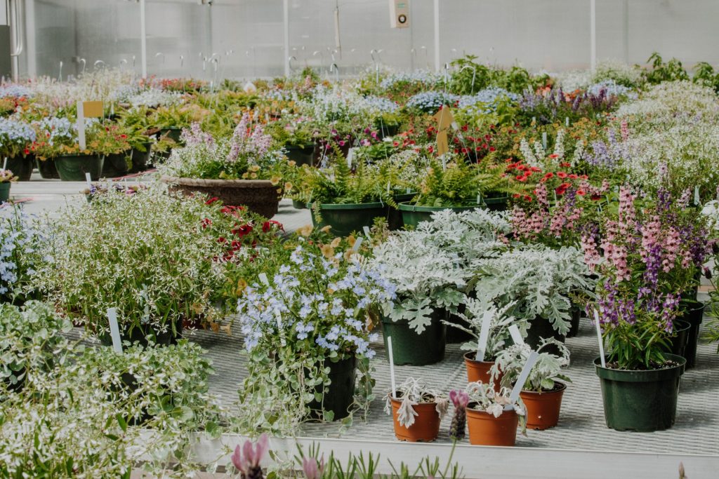 Rows of potted ornamental plants.
