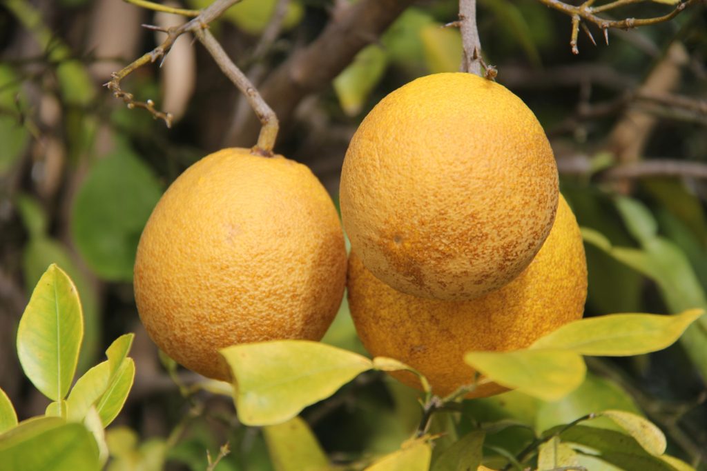 Lemons on a tree.