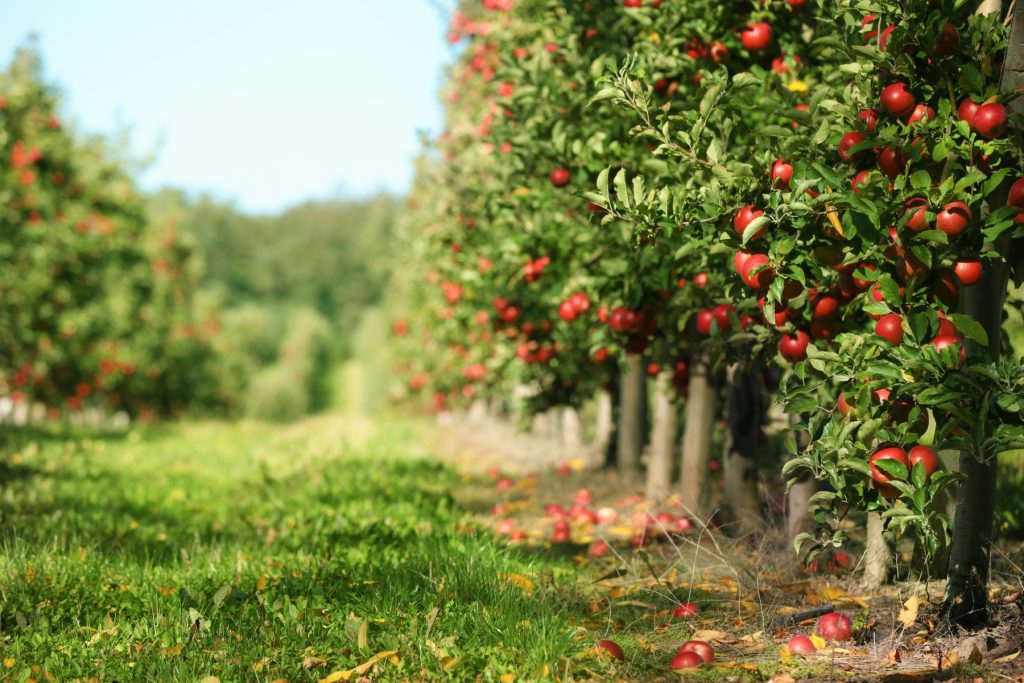 A row of fruit trees.